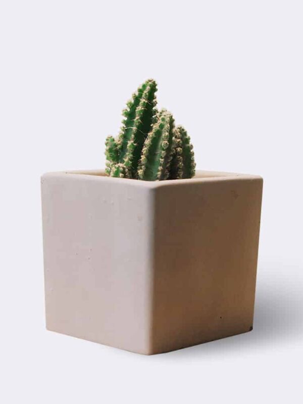 Mini Astrophytum