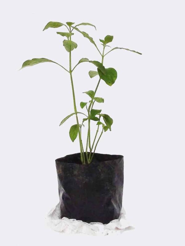 Aluminum Plant
